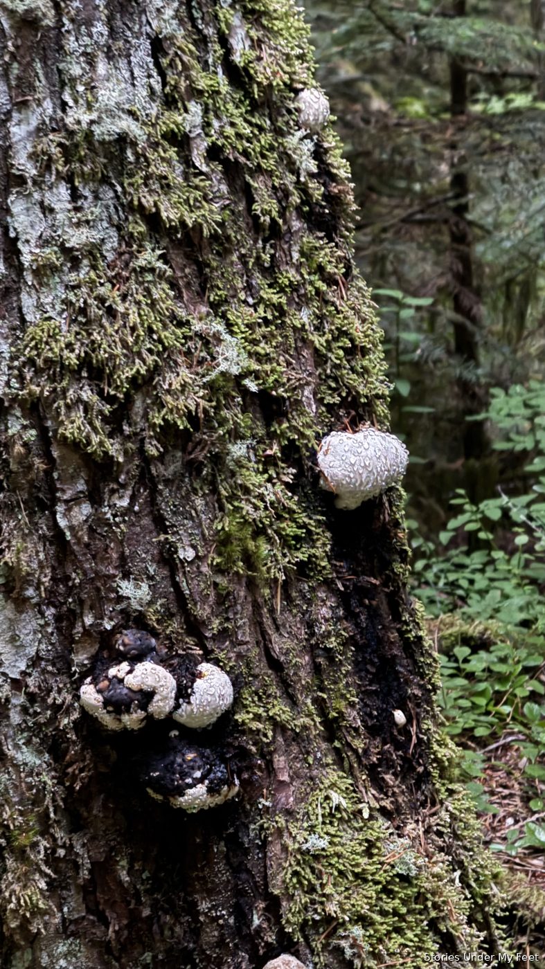 Olympic National Park