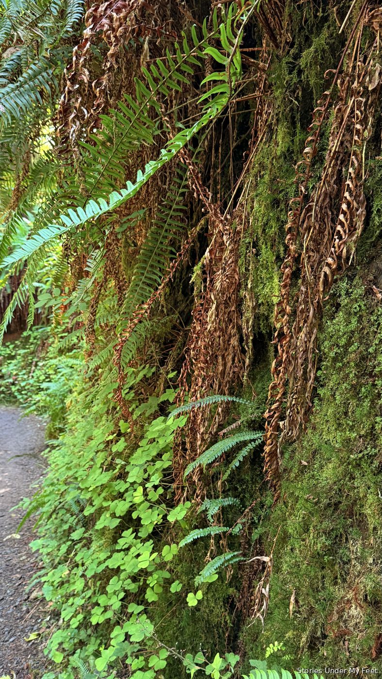 Olympic National Park