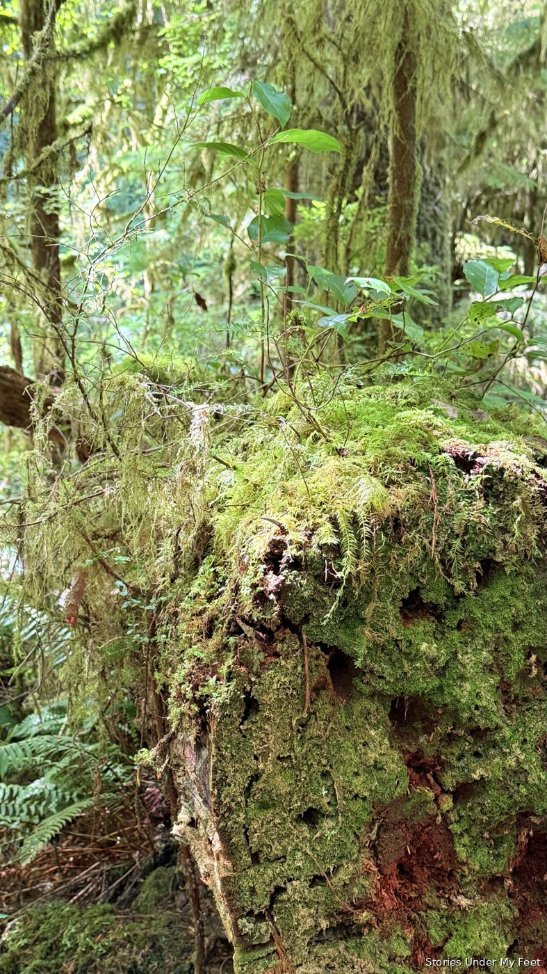 Olympic National Park