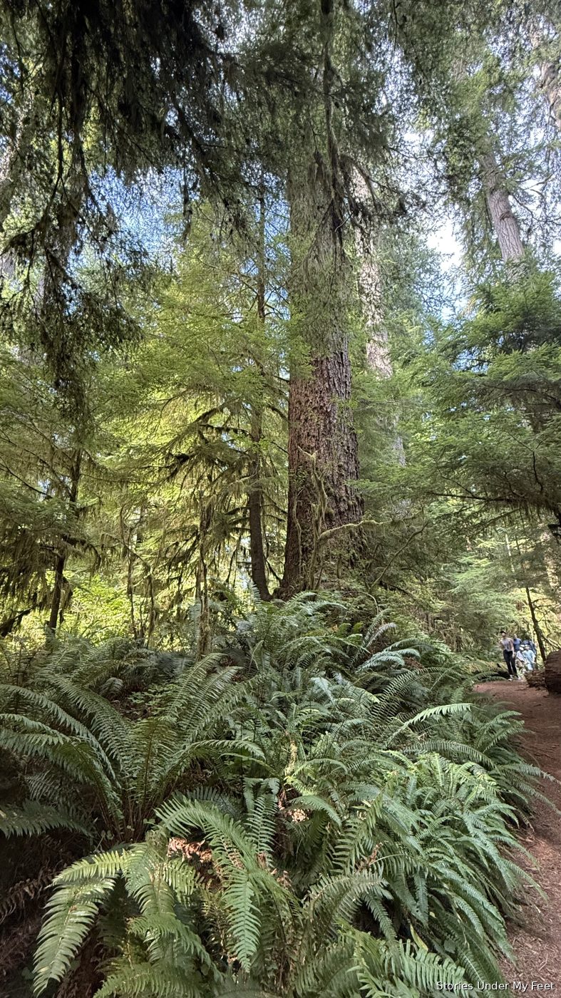 Olympic National Park